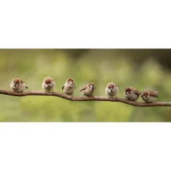 All Seasons Posters  7 mussen op tak tuinposter 110 x 45< Overige Accessoires