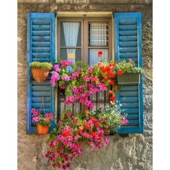 Overige Accessoires-All Seasons Posters  Raam met blauwe luiken en bloemen tuinposter 60 x  80